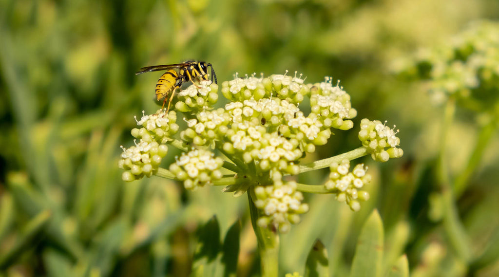 The Benefits of Pink Crithmum Maritimum for Skincare