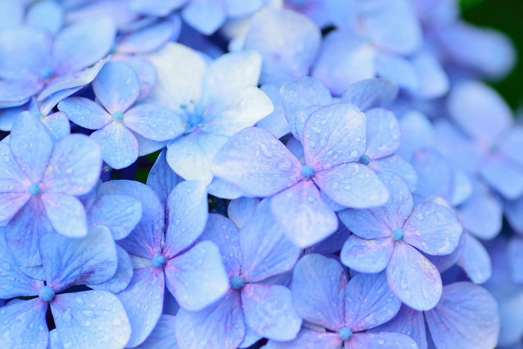 Blue Flowers